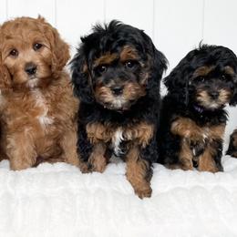 Cavapoo Puppies from Wonderful World Doodles