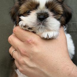 Sultan's Star Elegant Muse - Gold and white female Shih Tzu puppy in Moore, South Carolina from Ganna's Shih Tzus