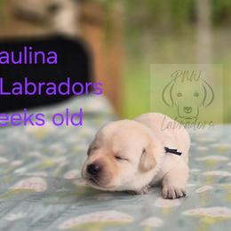 Paulina - Yellow female Labrador Retriever puppy in Rogue River, Oregon from PNW Labradors