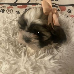 Bella Mia - Brindle and white female Shih Tzu puppy in Blackwood, New Jersey from Ju Ju Bee Shih Tzus