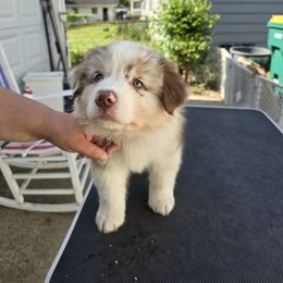 Australian Shepherd Puppies from Starlit Grove Australian Shepherds