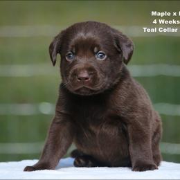Teal - Chocolate female Labrador Retriever puppy in Huntington, Texas from Soggy Bottom Retrievers