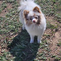 Winter - Pomeranian
