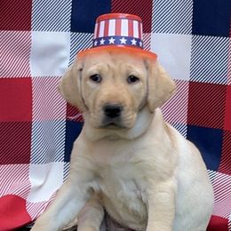 Mint Girl - Labrador Retriever puppy from Lucky Labrador Retrievers