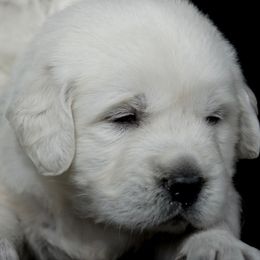 Golden Retriever Puppies from Gratz Kennels