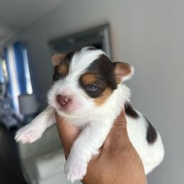 Female 3 - Chocolate, tan and white female Yorkshire Terrier puppy in Kissimmee, Florida from Bebe AKC Puppies