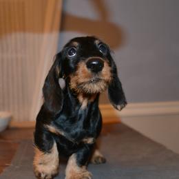 Dachshund Puppies from Anastasiya Skorobogatova