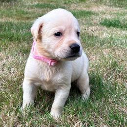 Pink collar (yellow) - Yellow female Labrador Retriever puppy in Arlington, Washington from Stout's Hunting Labs and trsbullies