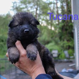 Tucana - Sable female German Shepherd puppy in New York from Spitze German Shepherds