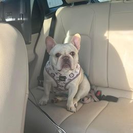 Dolly - French Bulldog