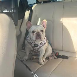 Dolly - French Bulldog