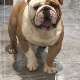 Simon - Bulldog