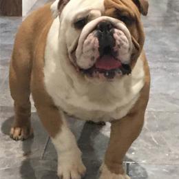 Simon - Bulldog