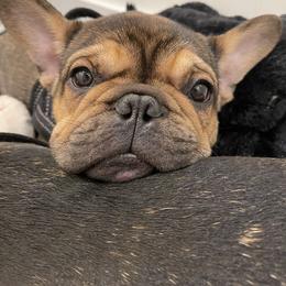 French Bulldog Puppies from Nuthin’ But Frenchies