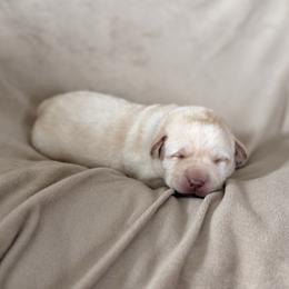 Grey collar - Yellow male Labrador Retriever puppy in Tekonsha, Michigan from Asher Acres Labs