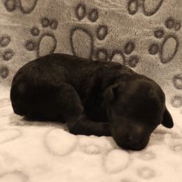 Iggy Azalea - Black and white female Aussiedoodle puppy in Payson, Utah from Country Sky Doodles