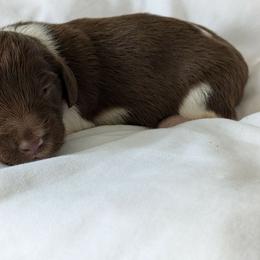 Navy - Piebald male Dachshund puppy in Sonora, Kentucky from Maple Hill Miniature Dachshunds
