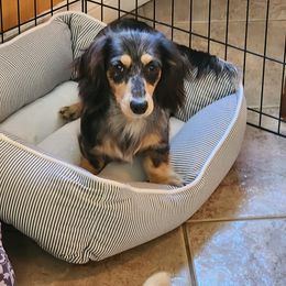 Calamity - Dachshund