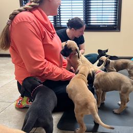 Great Dane Puppies from Wil-Joi Great Danes