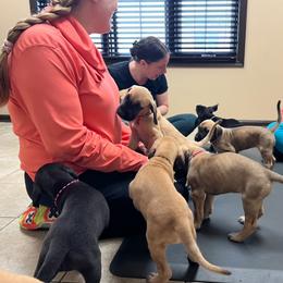Great Dane Puppies from Wil-Joi Great Danes