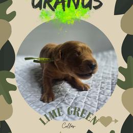 Lime Green Collar - Uri - Yellow female Labrador Retriever puppy in Sumerduck, Virginia from Cedar Mountain Retrievers