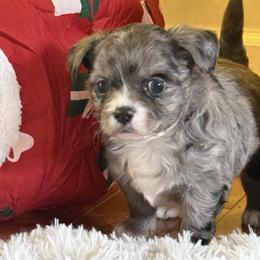 Bruno - Merle male Chihuahua puppy in Mishawaka, Indiana from Tiny Paw Stars LLC