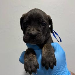 Male 2 - Black brindle male Cane Corso puppy in Cashion, Oklahoma from APEXOK Cane Corsos LLC