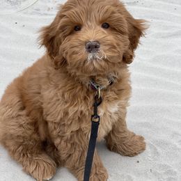 Australian Labradoodle Puppies from Chickadee Labradoodles