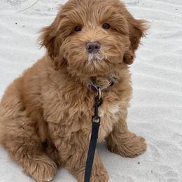 Australian Labradoodle Puppies from Chickadee Labradoodles