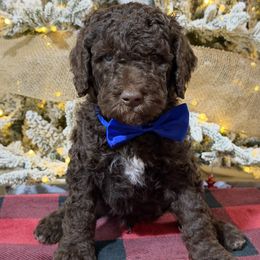 Dark Blue Boy - Chocolate male Goldendoodle puppy in Loganville, Georgia from Sweet Home Doodles