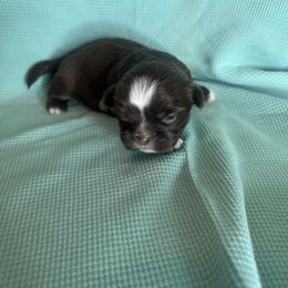 Boy - Chocolate male Shih Tzu puppy in Milford, Delaware from Spunky Shih-Tzus Delaware (Spunky Shih-Tzus)