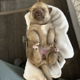 Female - Chocolate female Pomsky puppy in Harpers Ferry, West Virginia from Brandie Kelley