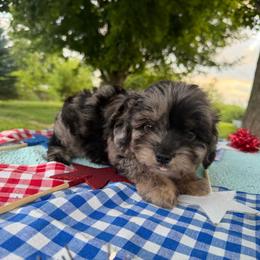 Nebula - Blue merle female Miniature Australian Shepherd puppy in Hopkins, Missouri from Mowry Creek Mini Aussiedoodles and More