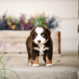 Molly - Red tri female Miniature Australian Shepherd puppy in Pocatello, Idaho from R Heart Mini Aussies