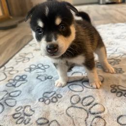 Boy 2 - Black and white male Alaskan Klee Kai puppy in Beverly Hills, Florida from Lucky Charm Klee Kai