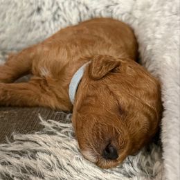 Hickory - Apricot Cavapoo puppy in Columbia, Missouri from Jorden’s Cavapoo’s