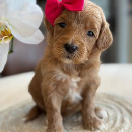 K-Pink Girl - Red  female Goldendoodle puppy in Lewisville, Texas from Texas Goldendoodle Lovers