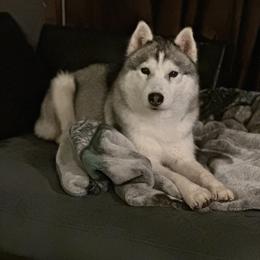 Siberian Husky All Grown Up from Twilights Kennel