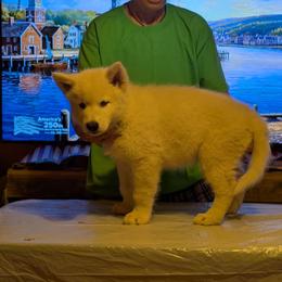 Green collar - White male Alaskan Malamute puppy in Louisburg, North Carolina from Rockin' Maples Malamutes