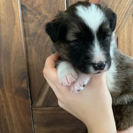 Denali - Sable and white Old Time Scotch Collie puppy in Mars Hill, North Carolina from Brambly Mountain Farm