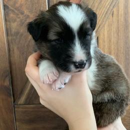 Denali - Sable and white Old Time Scotch Collie puppy in Mars Hill, North Carolina from Brambly Mountain Farm