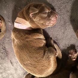 Light Purple Girl - Chocolate female Labrador Retriever puppy in Rock Hill, South Carolina from North Star Retrievers