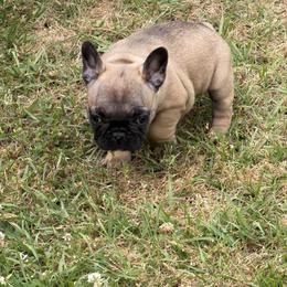 Precious - Blue fawn female French Bulldog puppy in Alabama from Southern Bulldogs