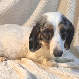 Sawyer - Dachshund