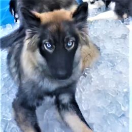 Missy - Siberian Husky