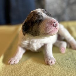 Atlas - male Australian Mountain Doodle puppy in Blue Springs, Missouri from Jeanie’s Doodles