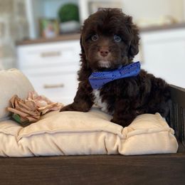 Big Fudge - Chocolate male Havanese puppy in South Jordan, Utah from Lady Paws Puppies - Cassie