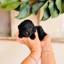 Cypress - Black male Goldendoodle puppy in Elizabethtown, Kentucky from Reddy Poodles & Doodles