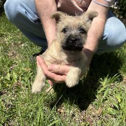 Cairn Terrier Puppies from Fae Hallow