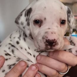 Boy 9 - Dalmatian puppy in Westfield, Massachusetts from Adopt A Spot New England